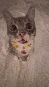 a cat with a yellow collar and a red tag on its neck