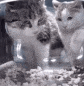 Cat Slap Cat Cam Meme Funny Cats Other GIF - Cat Slap Cat Cam Meme Funny Cats Other GIFs