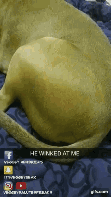 Wink Meme GIF - Wink Meme Dog GIFs
