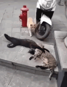 Gifin Cat GIF - Gifin Cat Cats GIFs