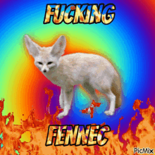 Fennec Fox Fennec GIF - Fennec Fox Fennec Fox GIFs