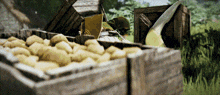 a bunch of wooden crates filled with potatoes are sitting on the grass