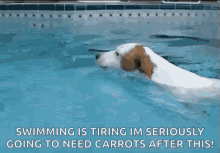 jack russell happy dog puppy swimming