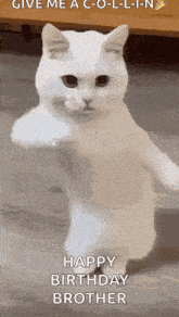 a white cat is standing on its hind legs and giving the middle finger .