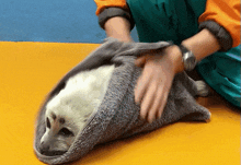 Seal Baby Seal GIF - Seal Baby Seal Pet GIFs
