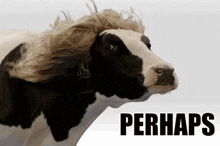 Perhaps Cow GIF - Perhaps Cow GIFs