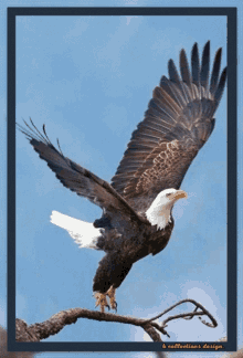 Eagle Eagles GIF - Eagle Eagles Birds GIFs