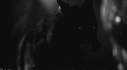 Corvin kuckó (Anchorage) Wolf-black