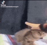 Cat Meow GIF - Cat Meow Aaahhh GIFs