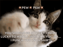 Hit Kitten Punch GIF - Hit Kitten Punch Pew Pew GIFs
