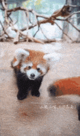 Ycl Red Panda GIF - Ycl Red Panda Mad GIFs
