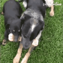 Dogs Bone GIF - Dogs Bone Sharing GIFs
