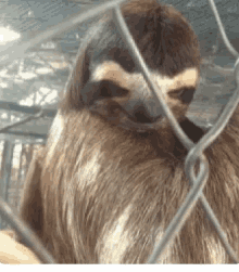 Laughing Sloth GIF - Laughing Sloth GIFs