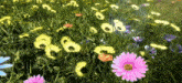 поле цветы GIF - поле цветы Flowers GIFs
