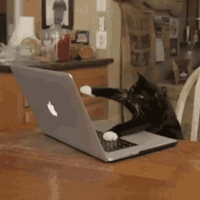 Laptop Funny Animals GIF - Laptop Funny Animals Cat GIFs