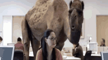 Hump Day2 GIF - Camel Office GIFs