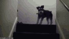 Schnauzer Dog GIF - Schnauzer Dog Doggo GIFs
