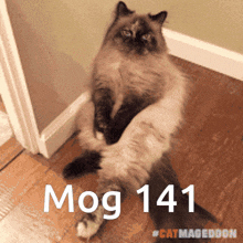 Mog Mogcat GIF - Mog Mogcat 141 GIFs