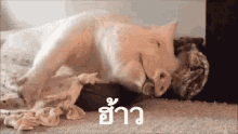 หมูนอน หาว ฮ้าว ง่วง GIF - Sleeping Pig Yawning Sleepy GIFs