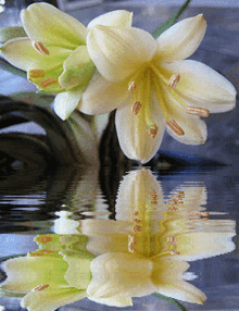 Flower5 Lily5 GIF - Flower5 Lily5 GIFs