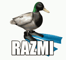 Razmi Duck GIF - Razmi Duck Spin GIFs