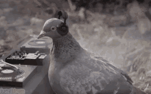 Rocking Birdie GIF - Rocking Birdie Dj GIFs