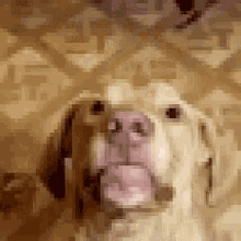 Dog Chips GIF - Dog Chips Chewing GIFs
