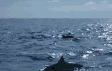 Dolphin Cetacean GIF