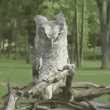 Owl Wink GIF - Owl Wink Serious GIFs