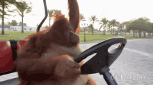 Oranguta Orangutan GIF - Oranguta Orangutan Driving GIFs