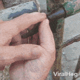 Rescuing A Lizard Trapped In A Pipe Viralhog GIF