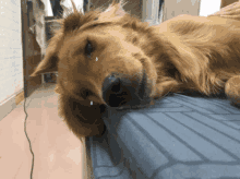 Ruocgu Funny Dog GIF - Ruocgu Funny Dog Sadness GIFs