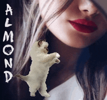 Almond15 Almondcat GIF