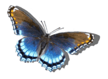 borboleta butterfly