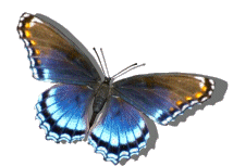 Borboleta Butterfly Sticker - Borboleta Butterfly Fly Stickers