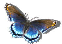 Borboleta Butterfly Sticker - Borboleta Butterfly Fly Stickers