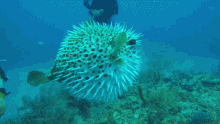 Pufferfish GIF