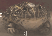 Bullfrog Ribbit GIF - Bullfrog Frog Ribbit - Discover & Share GIFs