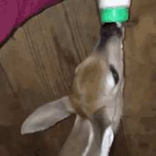 cute baby deer milk