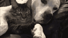 Cane Gatto Amore Abbracciami Sono Cane E Gatto Sbadigliare Dormicchiare GIF