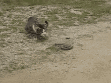Cat Snake GIF - Cat Snake Fight GIFs