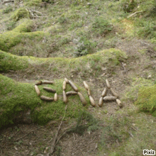 the word sava is written on a moss covered log