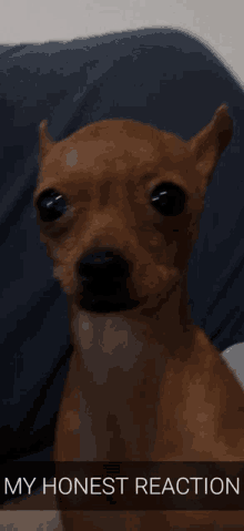 My Honest Reaction Dog GIF - My Honest Reaction Dog Reaction GIFs