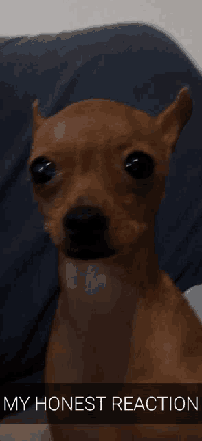 My Honest Reaction Dog GIF - My Honest Reaction Dog Reaction