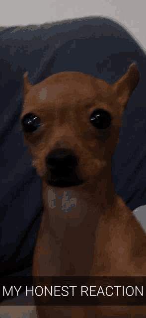 My Honest Reaction Dog GIF - My honest reaction My Honest