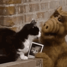 Alf Cute GIF - Alf Cute Puppet GIFs