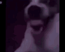 Creepy Dog Laughing GIF