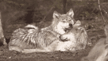 Wolf Wolves GIF - Wolf Wolves Cuddling GIFs