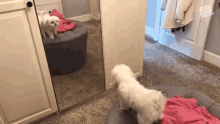 Excited Puppy Mirror GIF - Excited Puppy Mirror Confused Dog GIFs