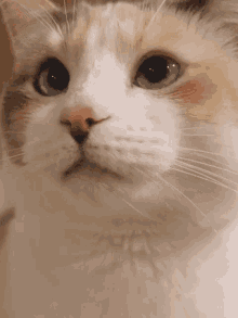Panko Boop GIF - Panko Boop Cat GIFs